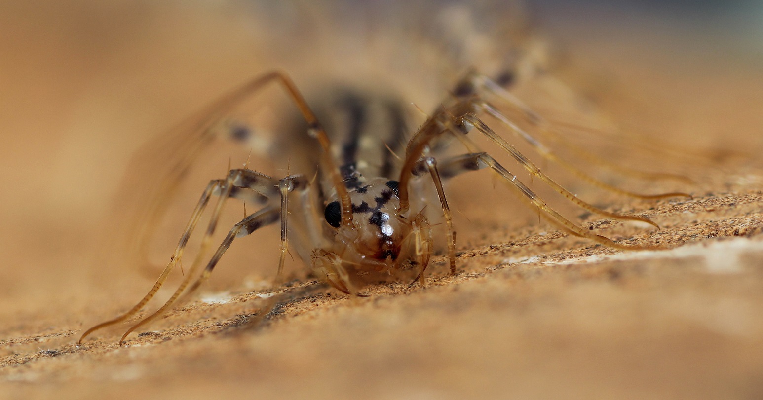 Scutigera sp.?  S !